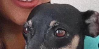 Família procura por cachorro desaparecido no bairro Jardim Social, em Vilhena